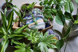 Domowe sposoby na czyszczenie liści kwiatów