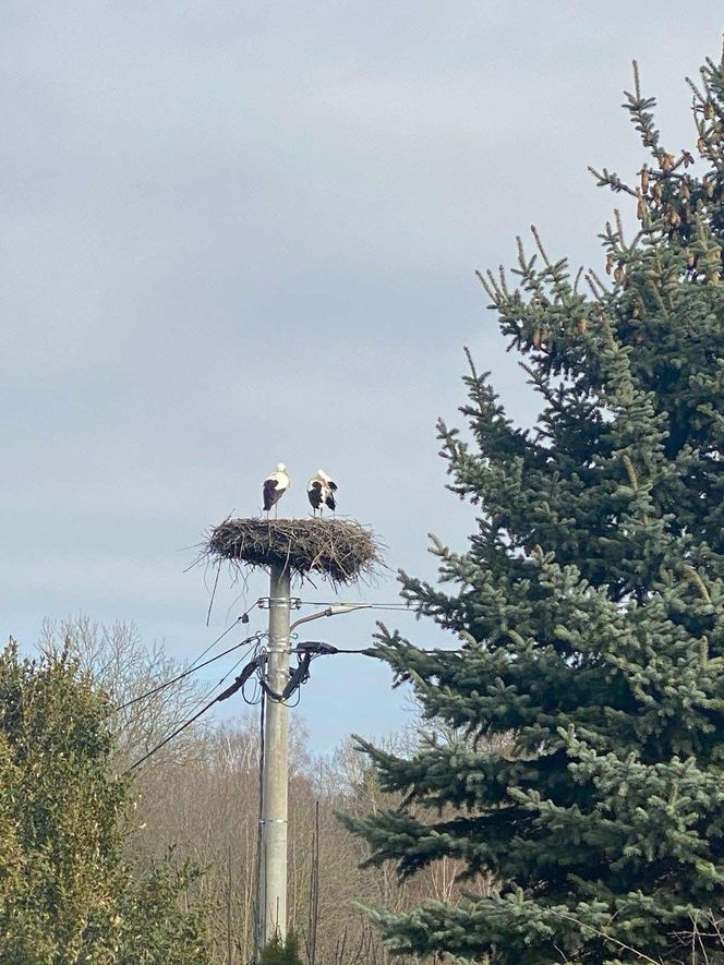 Ornek i Ornela w jednym gnieździe
