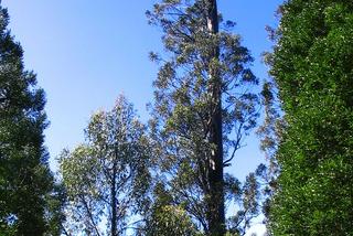 Eukaliptus królewski