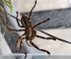 Nielegalna wystawa pająków w Świętochłowicach. Mężczyzna wpadł w policyjną sieć, grozi mu 5 lat więzienia