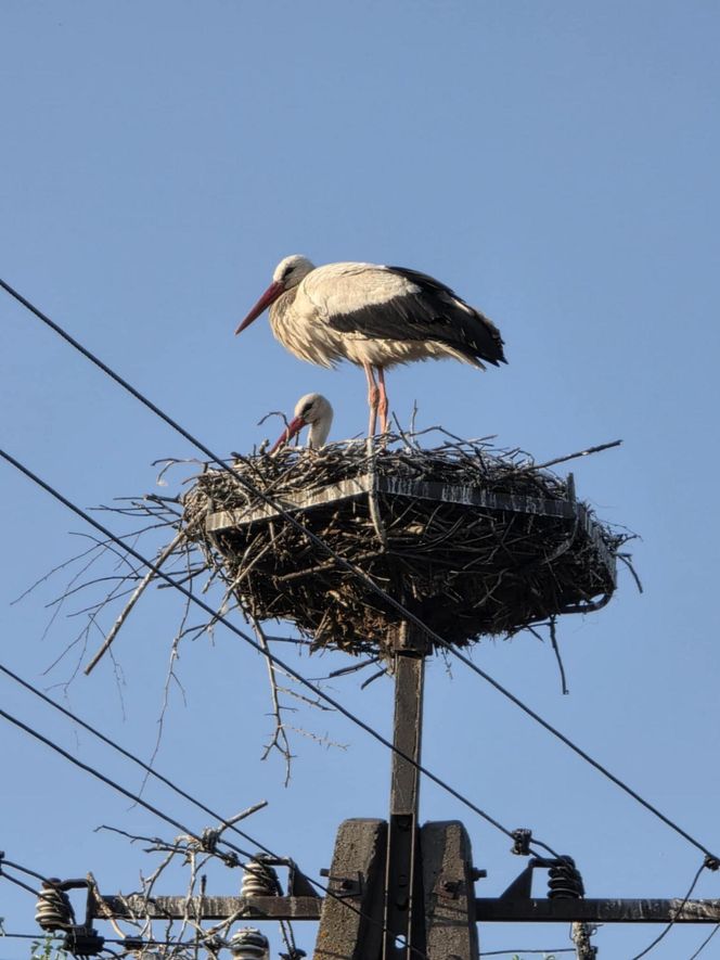 Kajtek bocian podwórkowy
