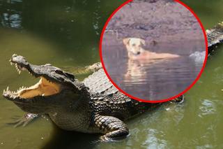 Niesamowita historia! Krokodyle uratowały psa przed niebezpieczeństwem [ZDJĘCIA]