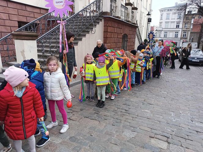 Przemarsz przedszkolaków z marzannami ulicami Grudziądza