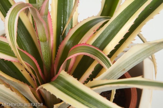 Ananas właściwy - Ananas comosus