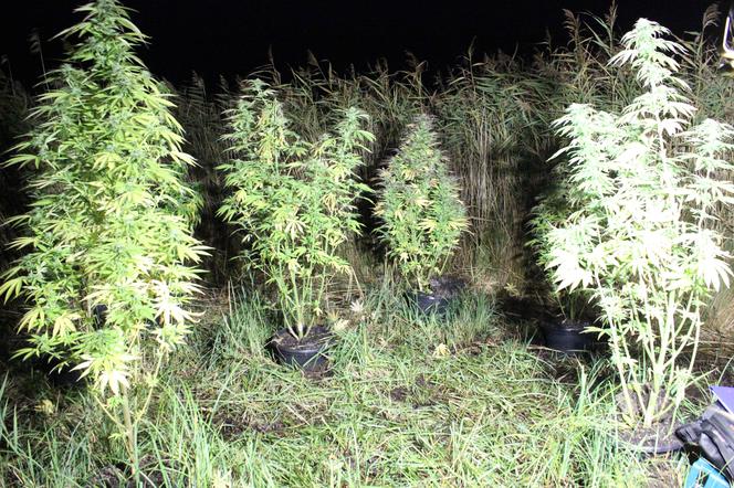 Koszalin. Ogromne krzaki marihuany rosły na polu. Interesował się nimi nie tylko właściciel 