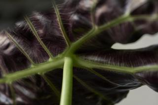 Alokazja Wentii (Alocasia wentii)