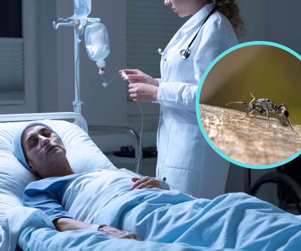 Wystarczy próbka moczu, żeby wykryć raka? Mrówki wyczuwają zapach choroby