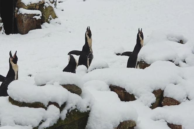 Posłuchaj, jak śpiewają pingwiny! Zgadniesz, co przypomina ten dźwięk?
