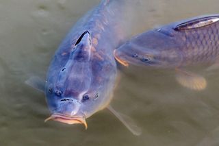 Tyle kosztuje karp. Sprawdziliśmy ceny ryby w województwie pomorskim