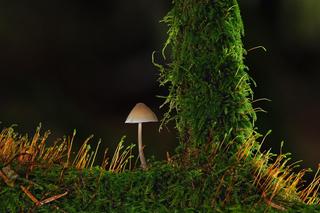 Wilgotne miejsca np. mchy