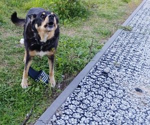 78-latek z Łochowa zginął w wypadku. Syn Zbigniew ostrzegał ojca przed tragedią [ZDJĘCIA]