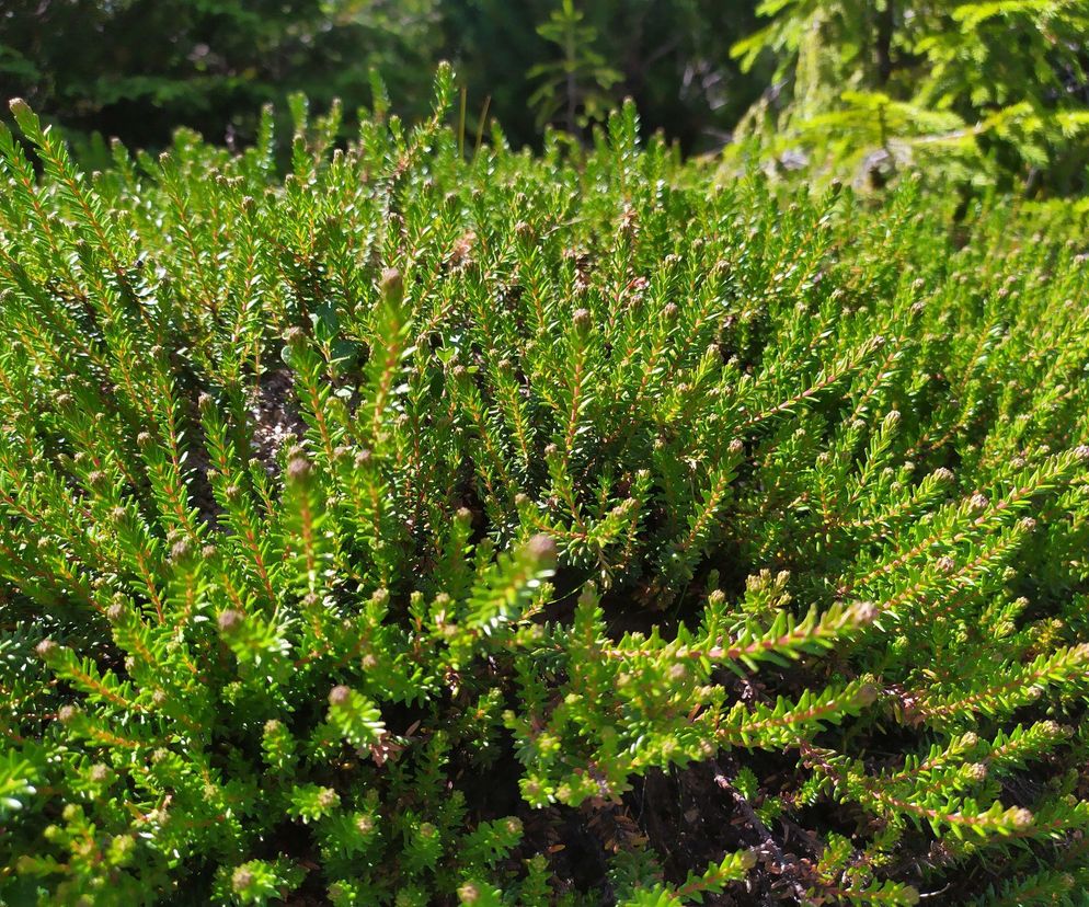 Bażyna – ciekawa roślina wrzosowata
