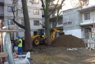 Drzewa w mieście. Ochrona drzew w procesie budowlanym pilną koniecznością