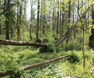 Kładka wśród źródlisk w Krzemiance