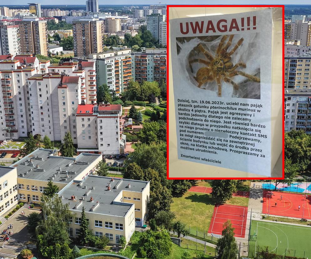 Ogromny i jadowity pająk grasuje w warszawskim bloku. Poszukują „agresywnego i bardzo jadowitego ptasznika”