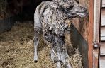 W Śląskim Ogrodzie Zoologicznym narodził się maleńki wielbłąd. Franek już teraz skrada serca