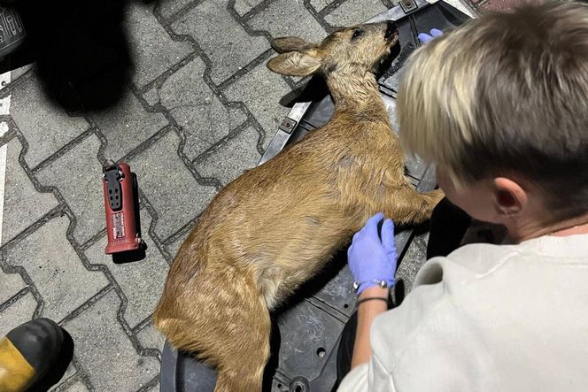 Wypadek pod Łaskiem. Sarna zaklinowała się między zderzakiem a chłodnicą pojazdu