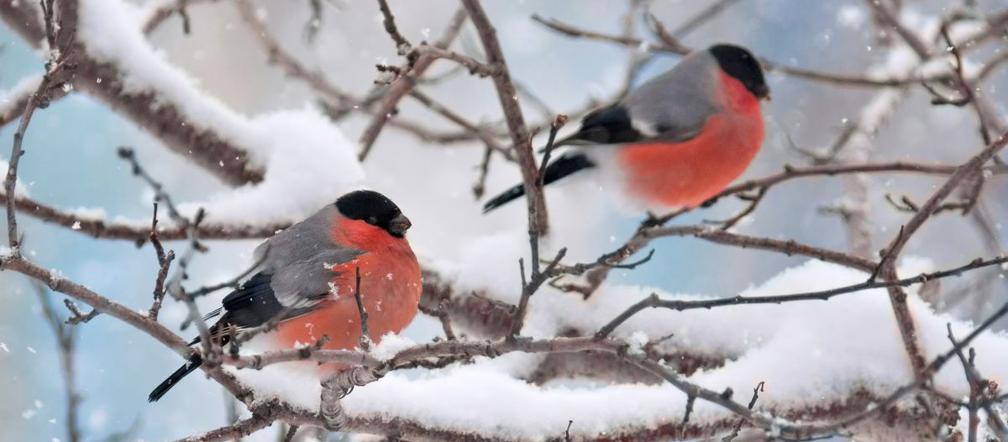 Ptaki w zimowym ogrodzie
