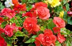 Begonia bulwiasta