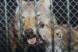 Lubuskie: Wilki masakrują stada zwierząt. Pod Drezdenkiem samotnik zaatakował kobietę! 