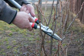 Jak ciąć wiosną krzewy jagodowe: porzeczki i agrest