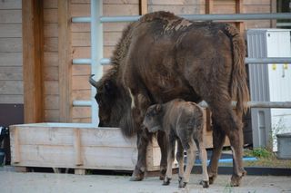 Konkurs na imię dla młodego żubra z Kopnej Góry
