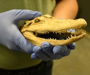 Na granicy w Medyce udaremniono przemyt spreparowanej głowy aligatora [ZDJĘCIA]