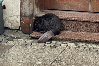 Bóbr przy ul. Odrzańskiej w centrum Wrocławia. Był zdrowy, ale przestraszony