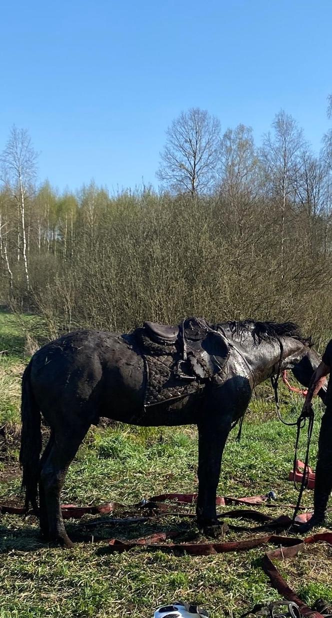 Koń utknął w bagnie. Dramatyczna akcja strażaków