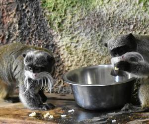 Poznaj nowych mieszkańców zamojskiego zoo. Zobacz zdjęcia!