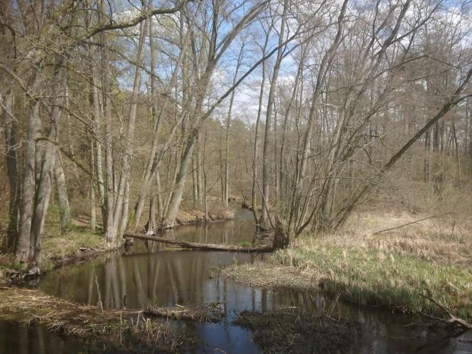 Rowerem przez Bory Tucholskie. Na tym szlaku zobaczymy aż trzy akwedukty, a to godzina jazdy z Bydgoszczy 