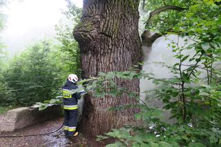 Krościenko Wyżne: Palił się 450-letni dąb Wincenty. Strażacy ratowali pomnik przyrody [ZDJĘCIA, WIDEO]