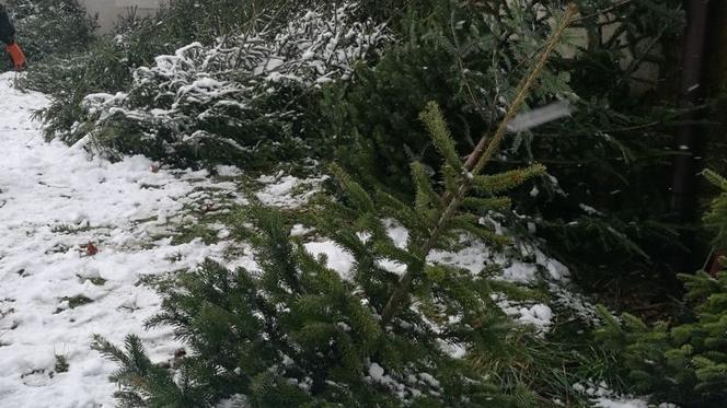 Żywa, ekologiczna i pachnąca… - mimo pandemii choinki będą dostępne przy nadleśnictwie