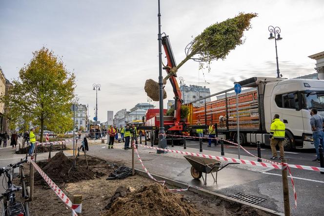 Warszawa "zazielenia" betonowy plac. Drzewami z Niemiec. Po 14 tys. zł za sztukę 