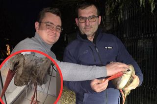 Wycieńczony bocian Lolek omal nie zginął. Jego pióra pokryła dziwna maź. Po ratunek trzeba było wieźć go przez pół Polski