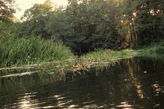 Drwęca, rzeka magiczna