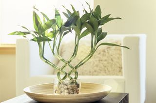 Dracena Sandera - Dracaena sanderiana