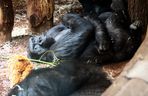 Nowe mieszkanki w ZOO Warszawa
