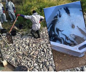 Wędkarze ratują jeszcze żyjące ryby z Odry. I to naprawdę działa! 