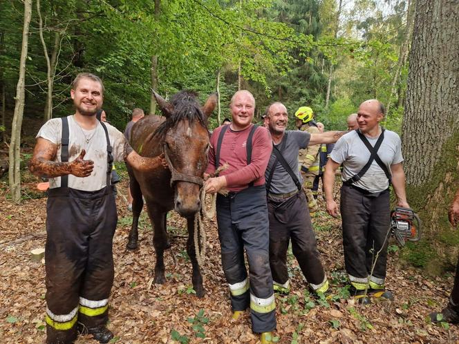 Nietypowe interwencje służb. Strażacy-ochotnicy uratowali stado koni, a strażnicy miejscy sarenki