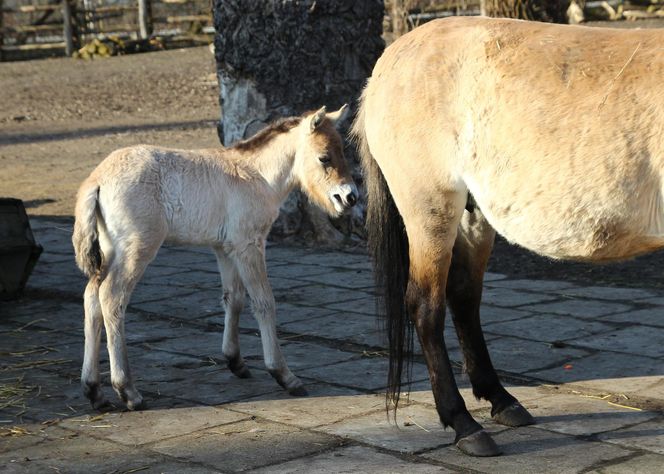  Warszawskie zoo ma nowego mieszkańca. To trzecie dziecko Primy i Larsa