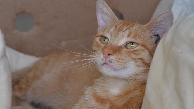 Garfield