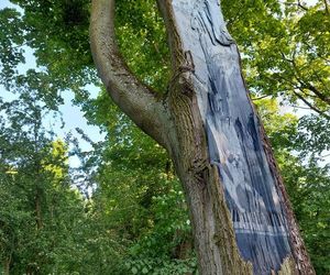 Połączenie sztuki i natury w Bydgoszczy. Malowidła powstały na pniach drzew 