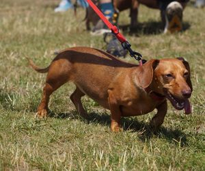 Psia radość i ludzkie serca. Myślęcinek pełen dobrych ludzi i ich czworonogów