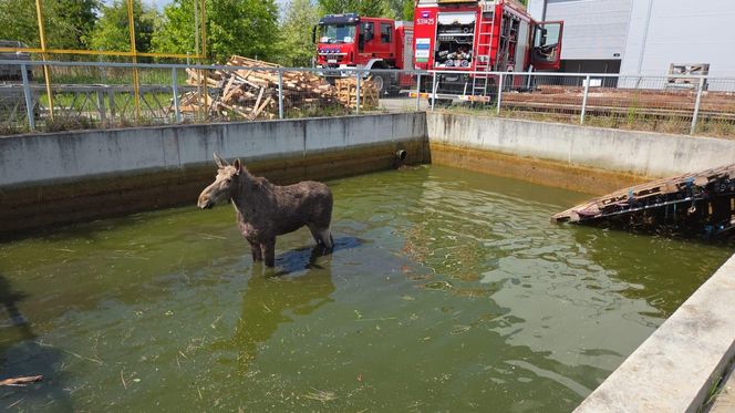 Biedne zwierzę zostało uwięzione w wodzie po kolana