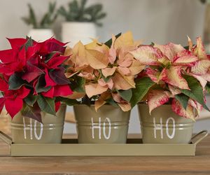 Jak zadbać o to, aby gwiazda betlejemska była piękna?