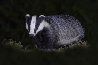 Borsuk europejski (jaźwiec) 