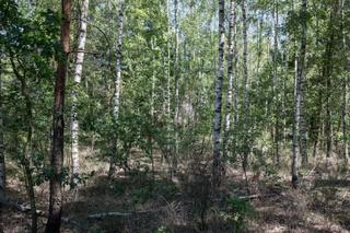 Szefowa wywiozła ciało Ukraińca do lasu