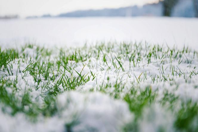 Śnieg na trawniku