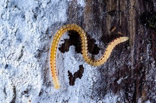 Krocionóg krwawoplamy (Blaniulus guttulatus)